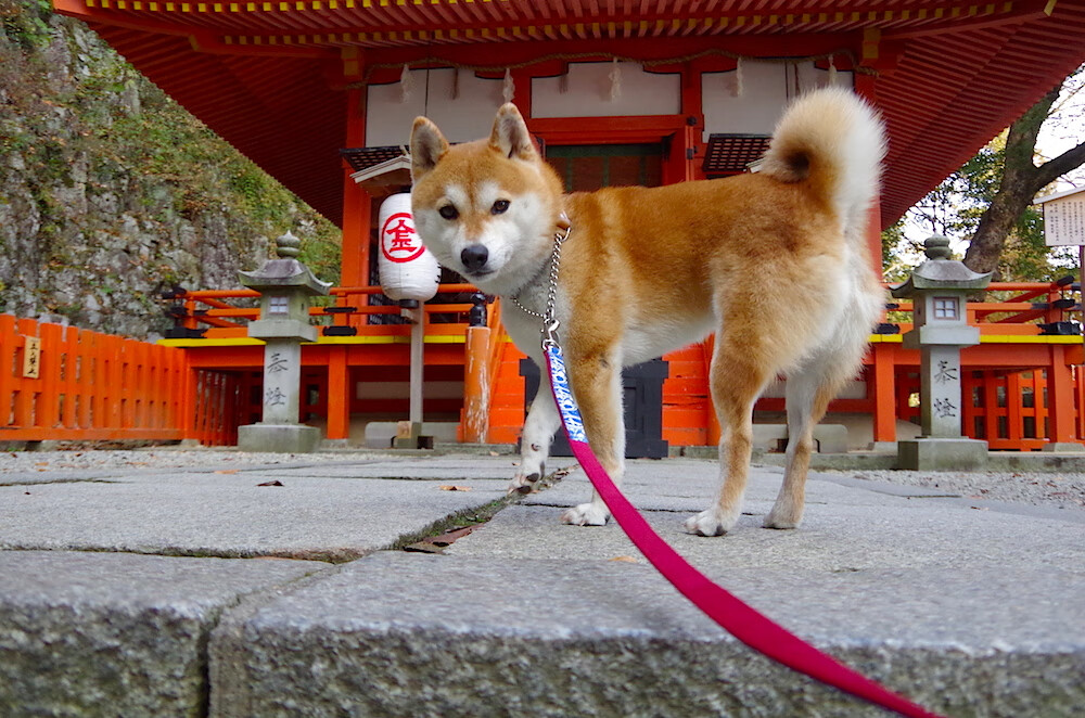 兰斯主场大胜斯特拉斯堡,豪取胜利,兰斯对斯特拉斯堡