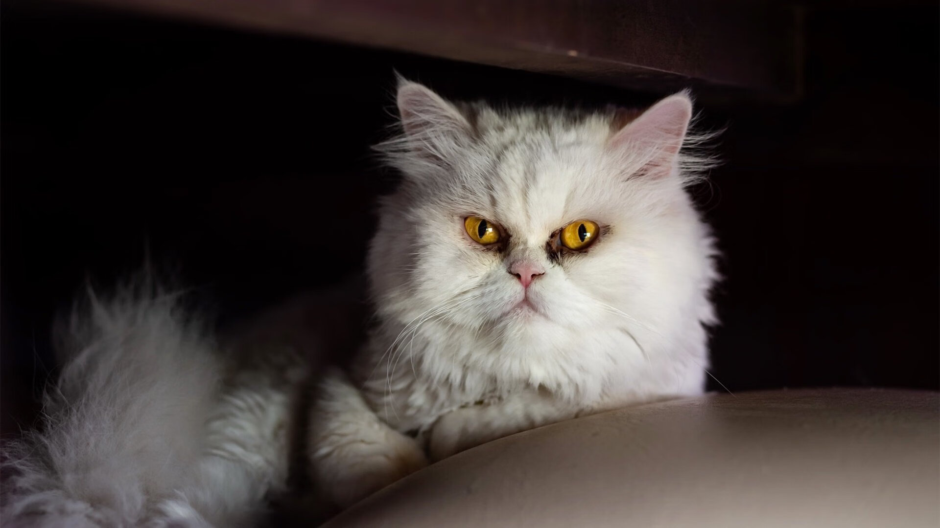 多特蒙德主场3-0战胜门兴格拉德巴赫,进攻火力全开,今日多特蒙德vs门兴比分预测