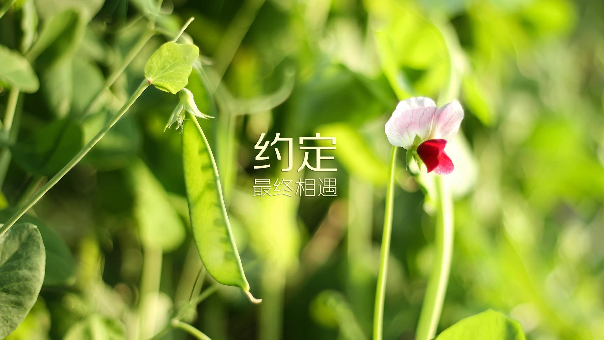 阿尔巴尼亚队员破釜沉舟，顽强奋斗，阿尔巴尼亚创伤