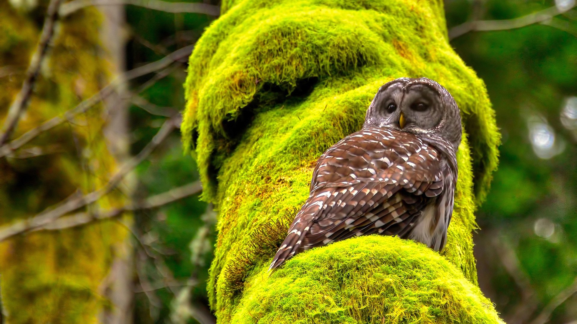 leyu乐鱼官网登录入口-意甲顶级较量：攻守精彩大比拼，意甲防守最强的球队