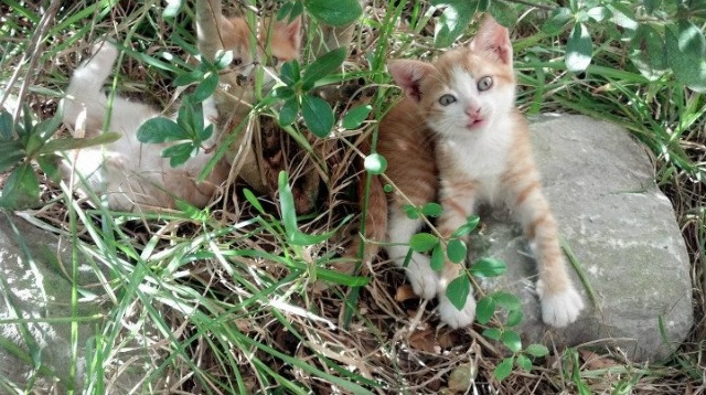 乐鱼电竞在线平台登录入口-比利时男篮在欧洲预赛中全力以赴，冲击奥运席位，比利时男篮3v3