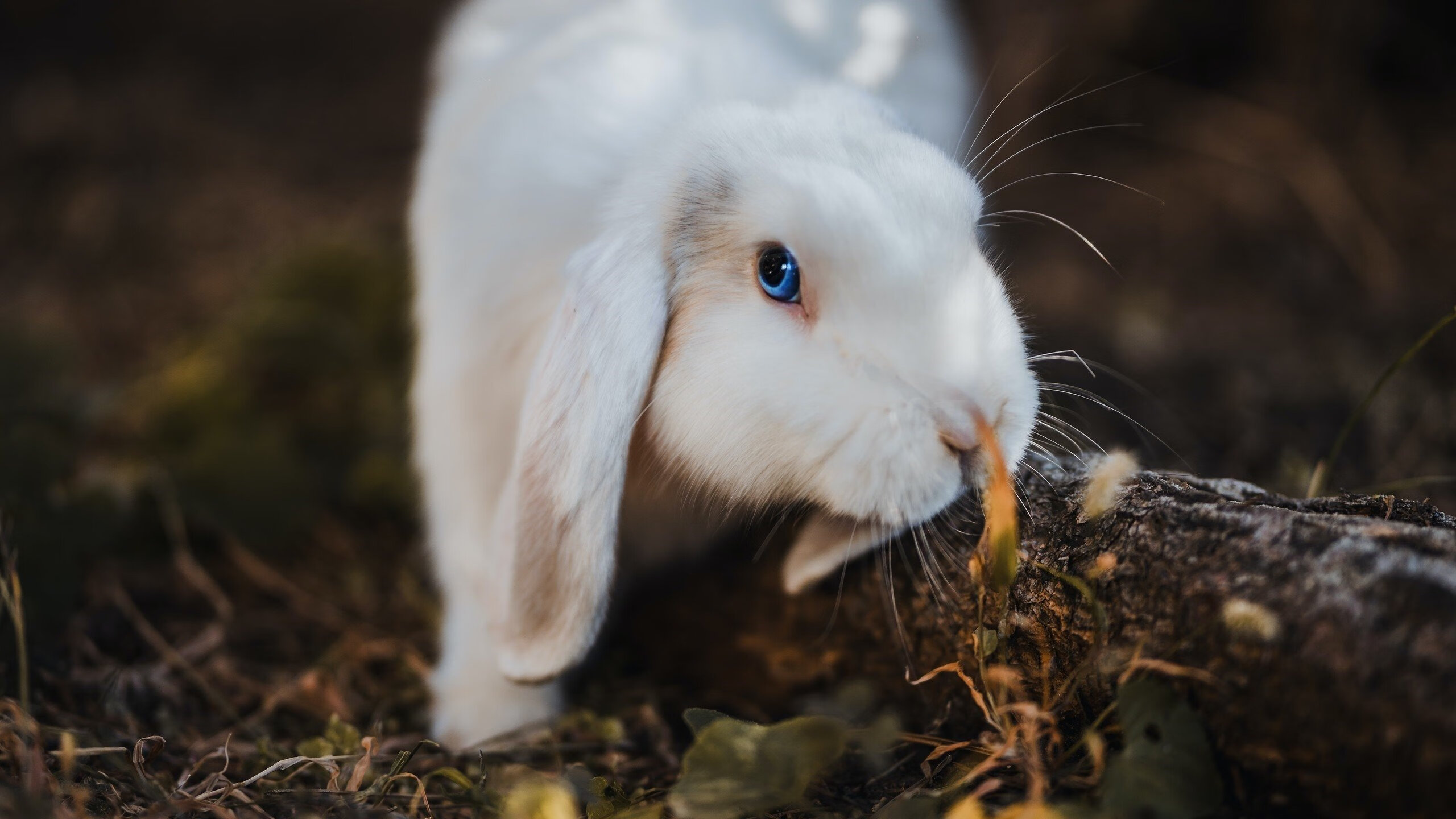 leyu乐鱼体育综合-福特的球场智慧和全局把控让全黑队的攻防更加有序，福特中心球场
