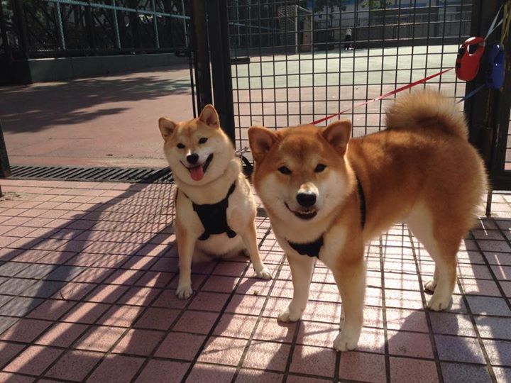 篮球联赛赛程公布,篮球联赛赛程公布最新