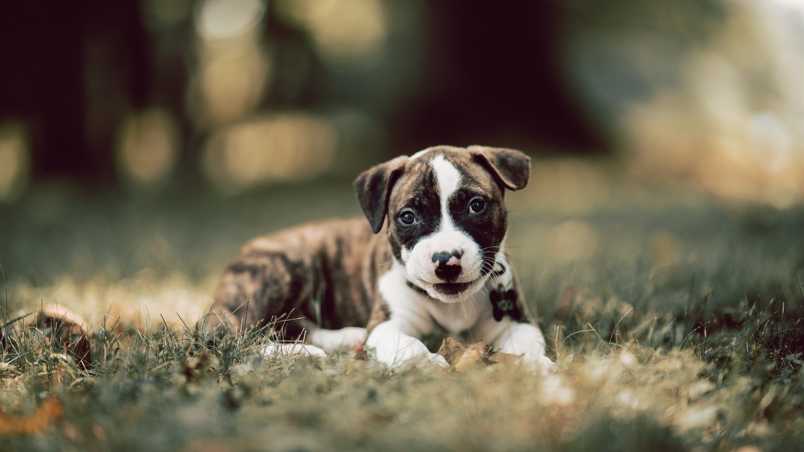 LEYU乐鱼体育官方网站-足球青训中心引入沉浸式教学空间，足球青训训练营