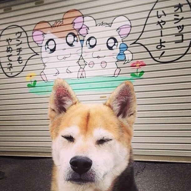 乐鱼娱乐app-黎巴嫩女篮在欧洲锦标赛中迎战强敌，争取奖牌梦想，黎巴嫩篮球比分实况